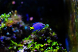 Fototapeta Pokój dzieciecy - Yellowtail Damselfish - Chrysiptera parasema)