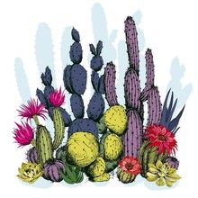 Colorful Cactus Plants With Flowers. Hand Drawn Vector On White Background.