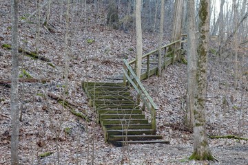  The wooden stairs in the forest on the trail.