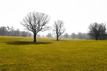 trees and shadow in the park during sunny day