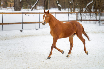 Wall Mural - Domestic red horse running in the snow paddock in winter