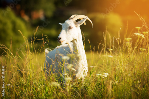 Cuadros en Lienzo White goat with horns grazing in a meadow