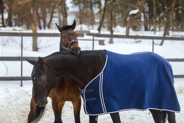 Wall Mural - Domestic horses walking and biting each other in the snow paddock in winter