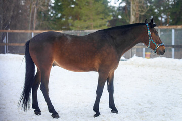 Wall Mural - Domestic bay horse walking in the snow paddock in winter.