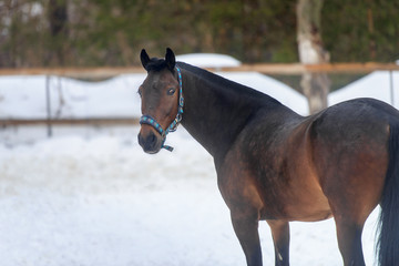 Wall Mural - Domestic bay horse walking in the snow paddock in winter.