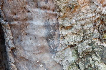 Wall Mural - wood texture and wood root