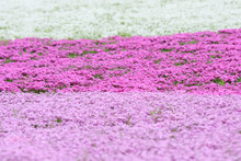 Moss Pink, Moss Phlox Field