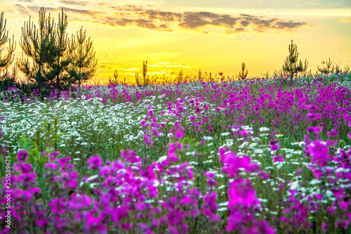 spring landscape with blooming wild flowers in meadow and sunrise