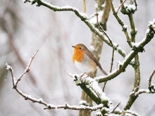 Robin Redbreast On A Snowy Branch