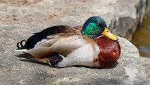 Mallard Duck Resting On Rock