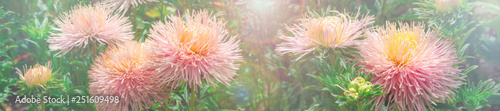 Beautiful flowers asters in sun rays