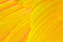 Beautiful Bright Vibrant Yellow  Feather Texture Background 