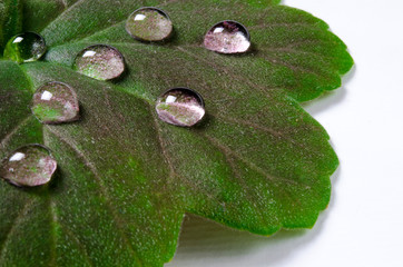 Large beautiful drops of transparent rain water on a green leaf macro. Drops of dew in the morning glow in the sun. Beautiful leaf texture in nature