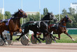 Cascade of three trotters on the move. Horse trotter breed in motion om hippodrome.