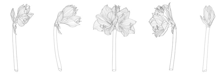 Wall Mural - Decorative clivia amaryllis branch flowers set, design elements. Can be used for cards, invitations, banners, posters, print design. Floral background in line art style.