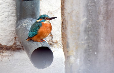 Wall Mural - Eisvogel in der Stadt