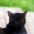 czarny kot wypoczywa w wiejskiej scenerii