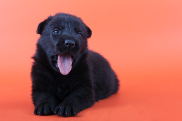 Wall Mural - Puppy East European shepherd sits on an orange background and yawns . Sleepy puppy