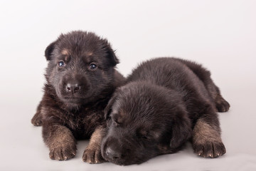 Two funny puppies lie next to each other on a gray background. East European shepherd. Sleepy puppy