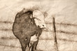 © rck - Sketch of an Angry Mean Bull and The Evil Eye
