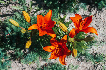 Beautiful red blooming lily in macro. Amazing picturesque flower in flower bed close-up. Colorful plant in garden. Wonderful european perfume flower with vivid petals. Big pistil and stamens.