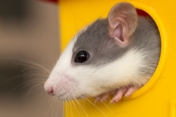 Wall Mural - Portrait head of white and gray tame mouse hamster with shiny eyes looking from bright yellow cage on light copy space background. Keeping pets at home, care and love to animals concept.