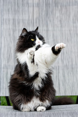 Cute fluffy cat sitting playful with 2 paws raised. Adorable feline is suitable for small children