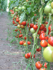 Wall Mural - Growing red tall tomatoes in a greenhouse on drip irrigation. Agricultural concept. Selective focus