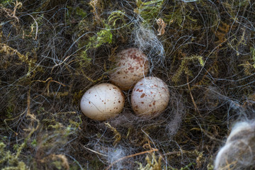 Eier im Nest