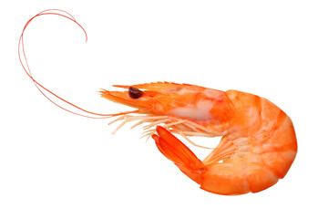 Wall Mural - one shrimp isolated on a white background. top view