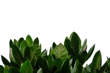 tropical tree leaves growing in botanical garden on white isolated background for green foliage back