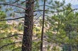 A close-ip of some pine trees in the forests of Riopar in south central Spain, with the background slightly out of focus.