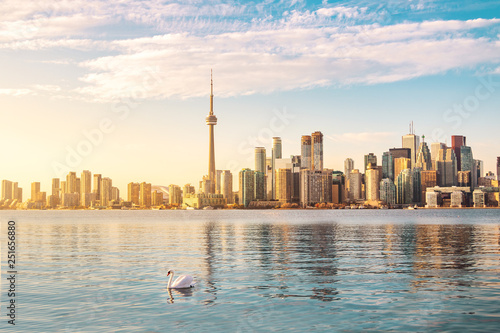 Photo Toronto Skyline and swan swimming on Ontario lake - Toronto, Ontario, Canada
