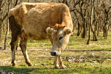 Grazing cow on fresh grass among trees