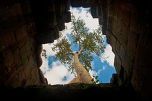 Tree Growing Over An Underground Temple.
