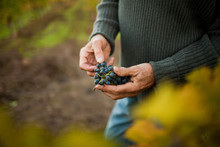 A Winemaker Picking Grapes In His Vineyard.