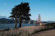 A tree in front of Golden Gate bridge in San Francisco
