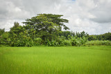 Fototapeta Tęcza - Fresh green rice field agriculture planting rice farming in the rainy season plant and tree background