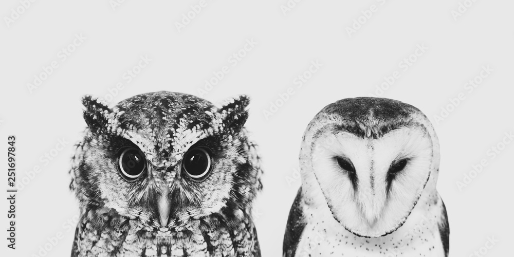 The most common owl species in the world. High resolution photo of an owl. - obrazy, fototapety, plakaty 