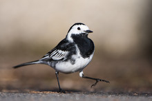 White Wagtail, Pied Wagtails, Wagtails, Motacilla Alba