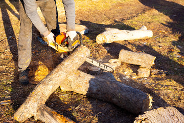 Canvas Print - A man is sawing firewood of fallen nut trees with a chainsaw at sunset under a pleasant sun