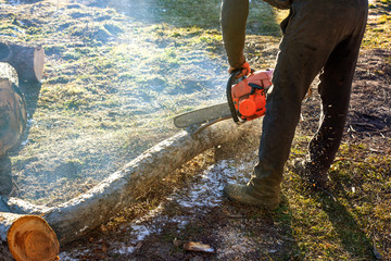 Canvas Print - A man is sawing firewood of fallen nut trees with a chainsaw at sunset under a pleasant sun