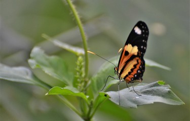 butterfly on flower