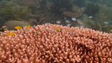 Fototapeta Do akwarium - coral found at coral reef area at Tioman island