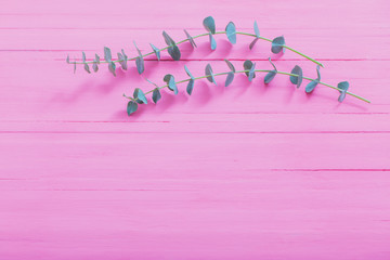 Wall Mural - branches of eucalyptus on pink wooden background