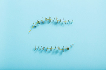 Wall Mural - branches of eucalyptus on  blue background