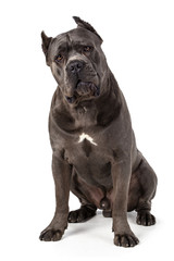 Cane Corso dog on white background