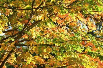 maple leaves in autumn