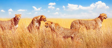 Group Of Cheetahs In The African Savannah. Africa, Tanzania, Serengeti National Park. Banner Design.