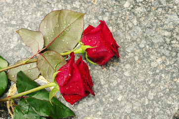 Wall Mural - Two red roses on a granite slab. The memory of the departed